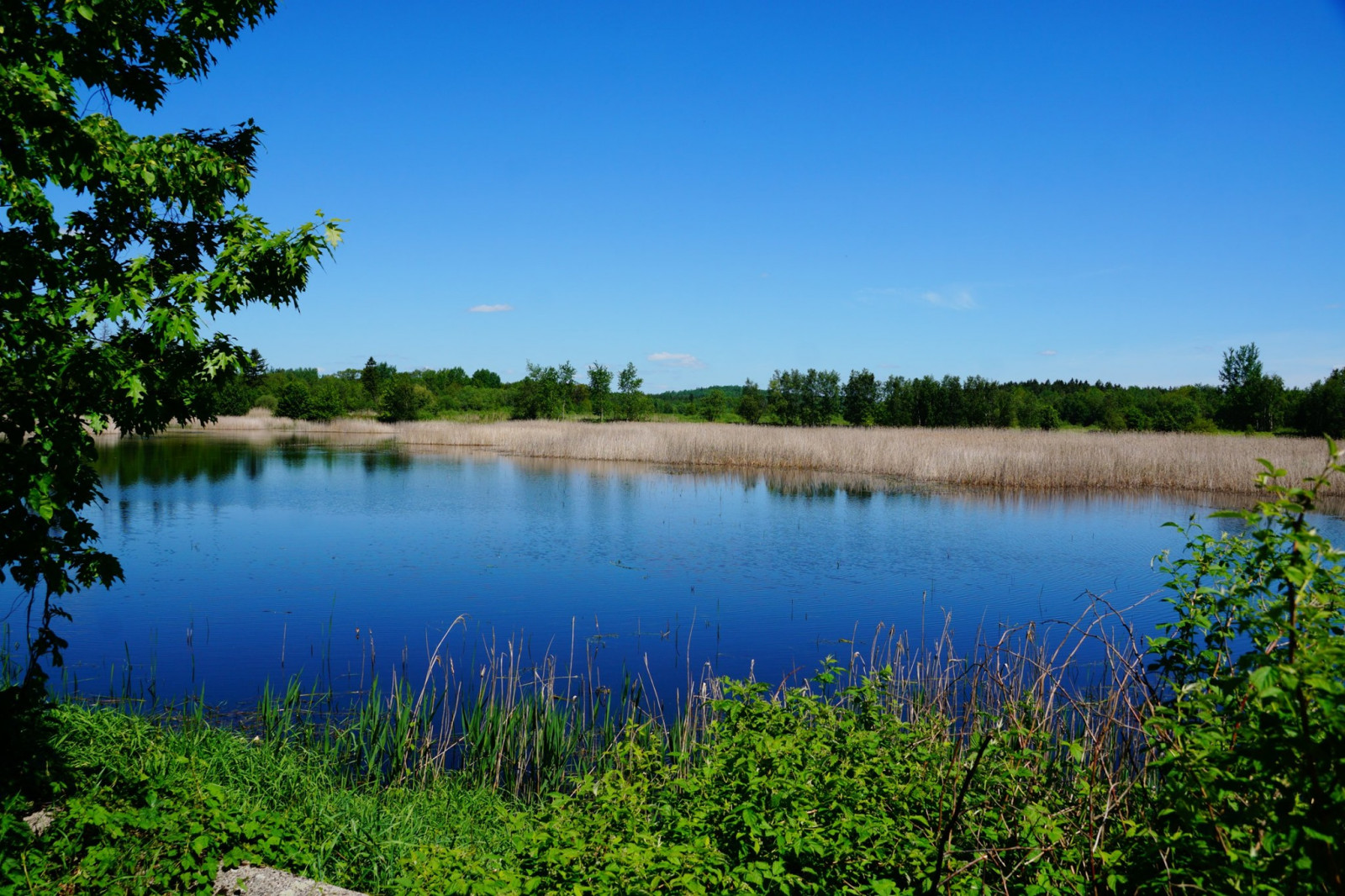 Stawy Rębiszowskie Birdingplaces